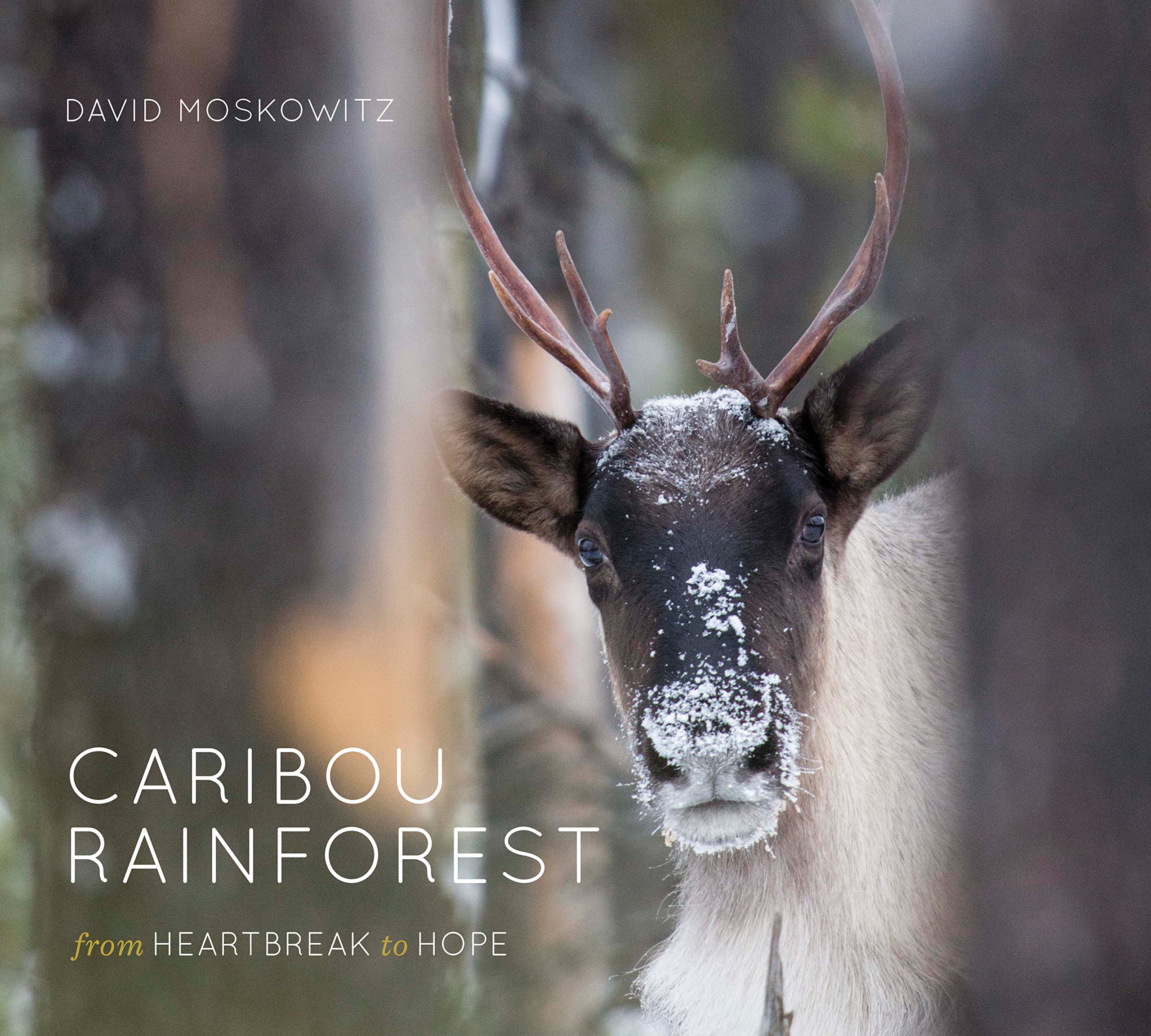 Caribou Rainforest: From Heartbreak to Hope